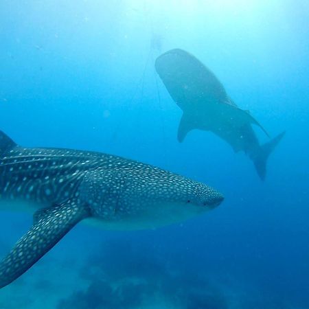Southseas Beach Resort And Dive Center Santander Buitenkant foto