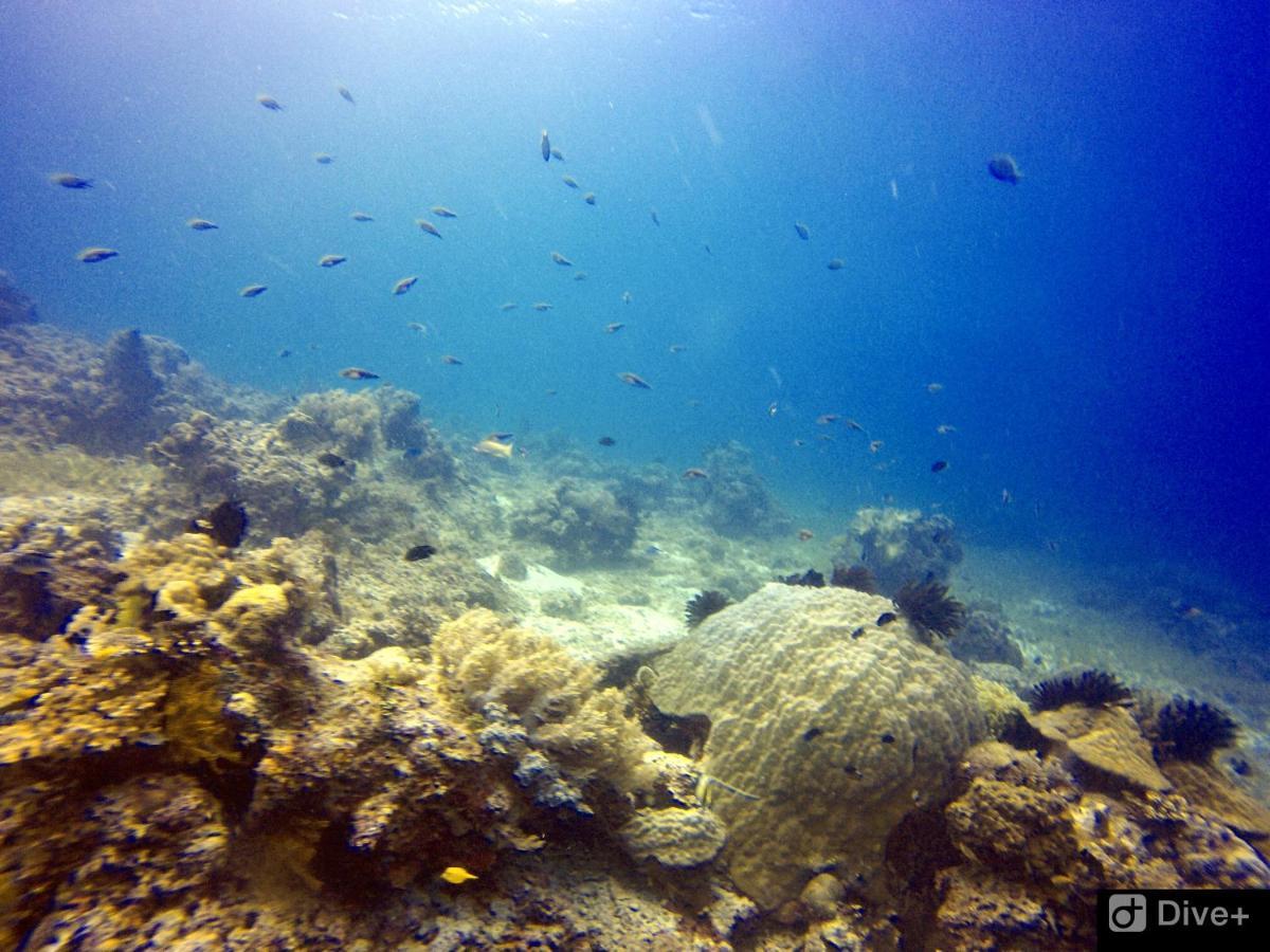 Southseas Beach Resort And Dive Center Santander Buitenkant foto