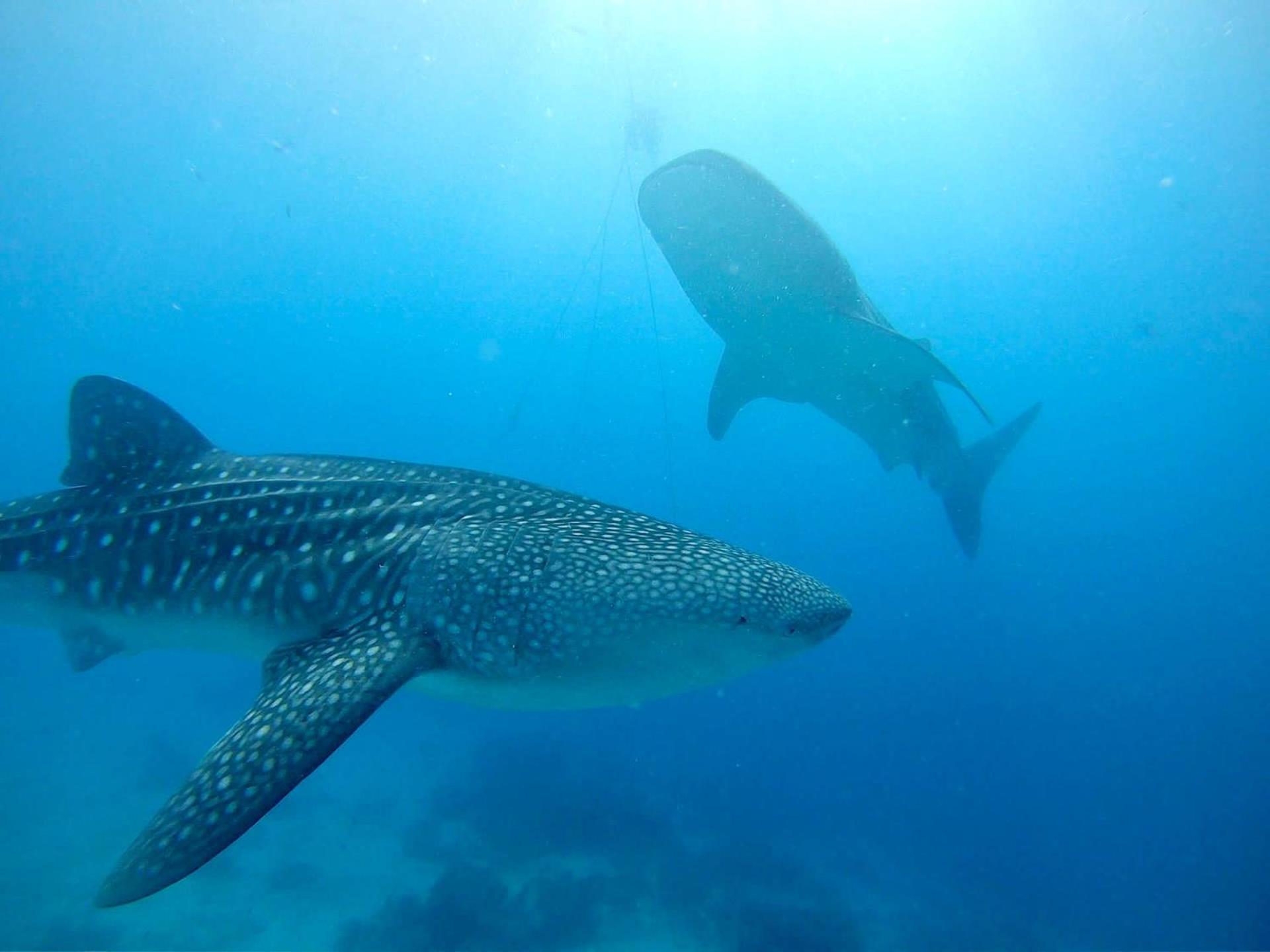 Southseas Beach Resort And Dive Center Santander Buitenkant foto